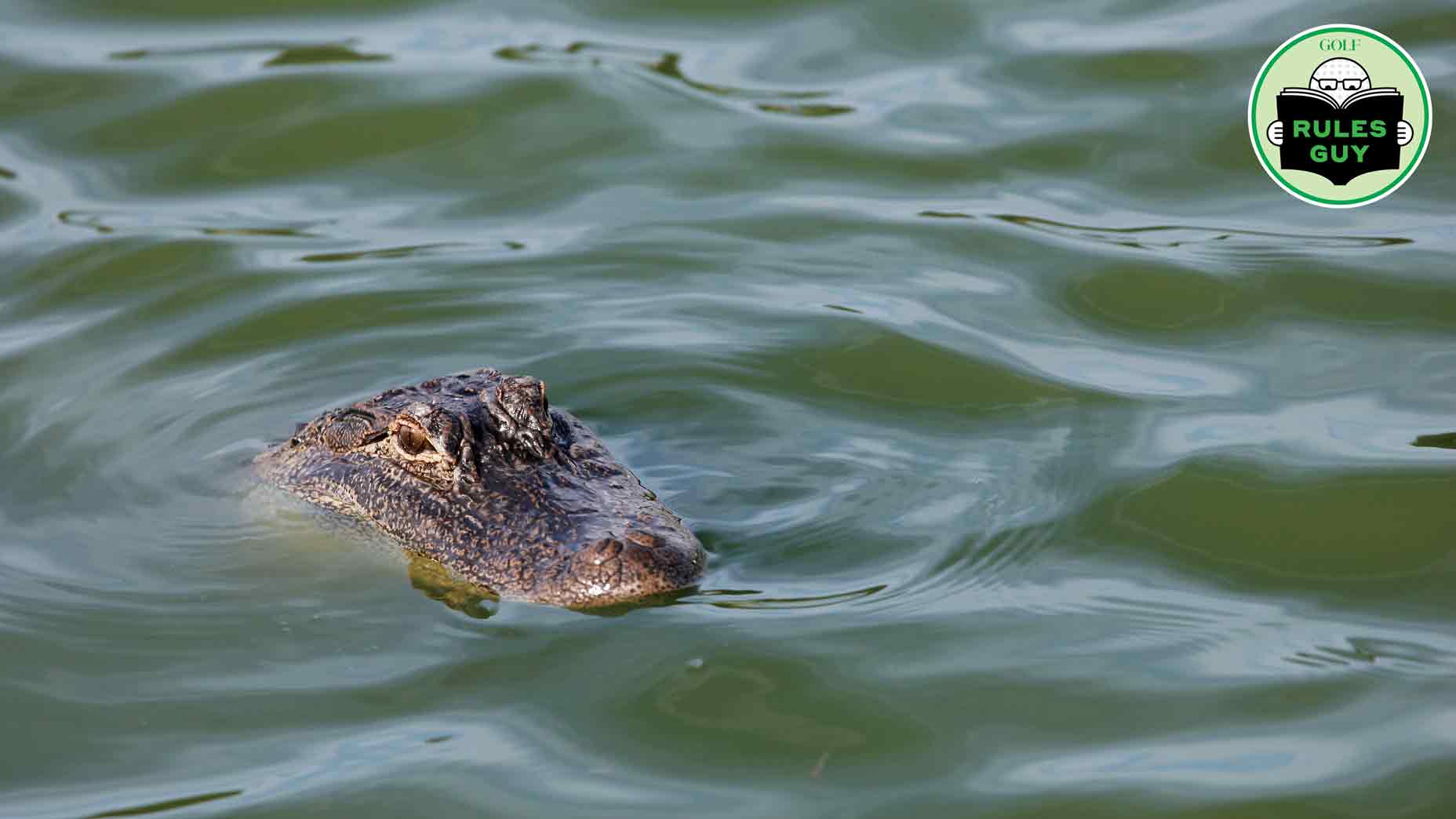 Alligator in water