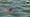 Alligator in water
