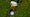 golf ball in divot with golf club behind it