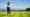 a golfer swings