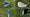Maxfli XC2 Irons
